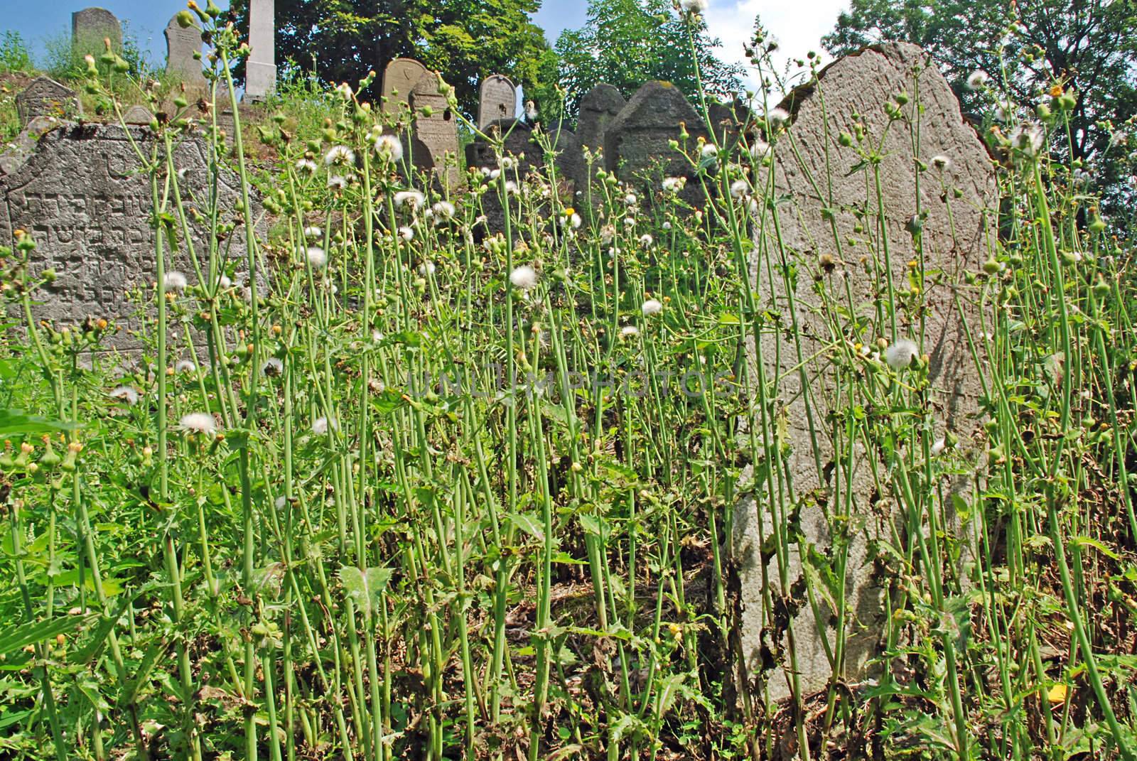 Old cemetery - graves hidden in the grass