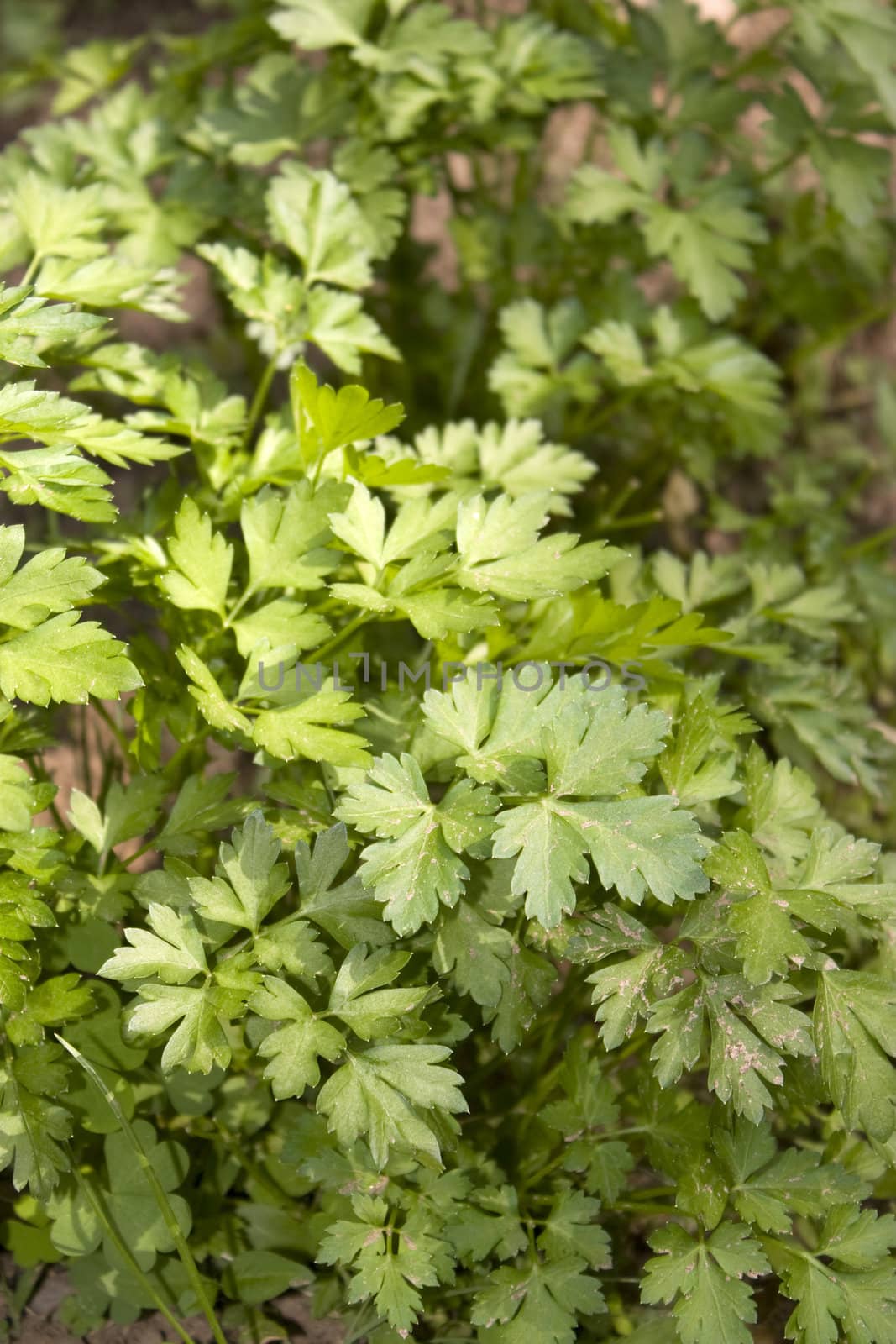 Some fresh, green parsley growing in the garden.