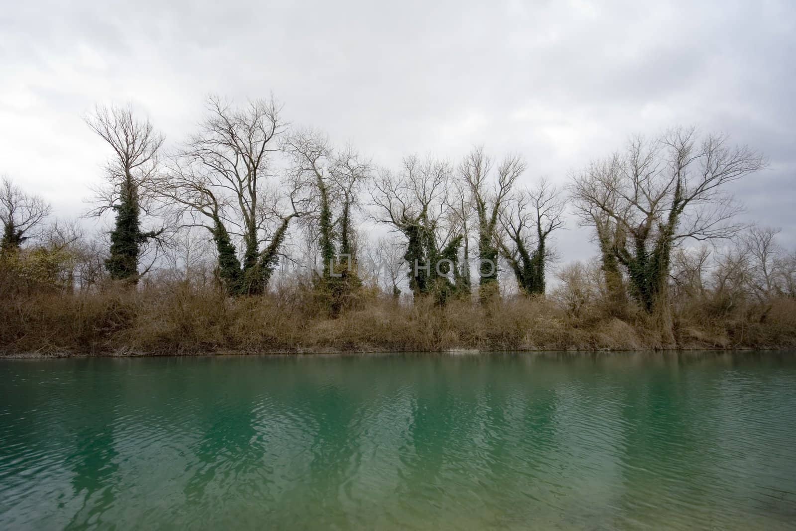 Trees on coast with stormy clouds