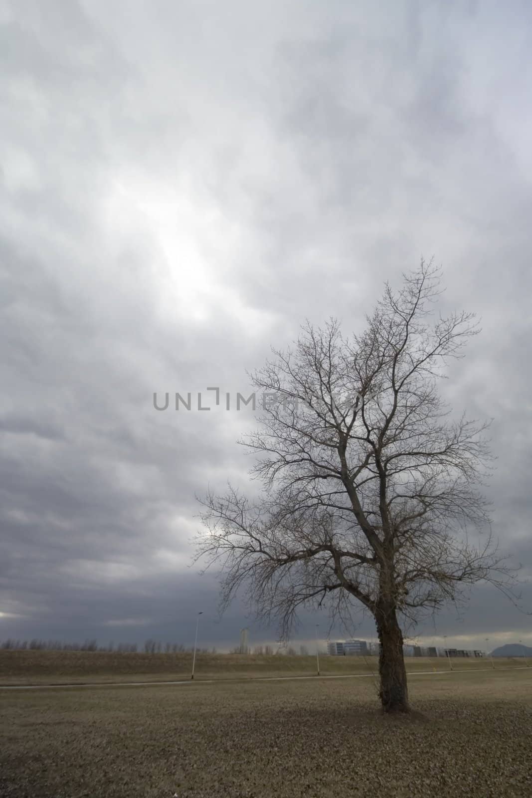 Lonely tree on meadow with stormy clouds