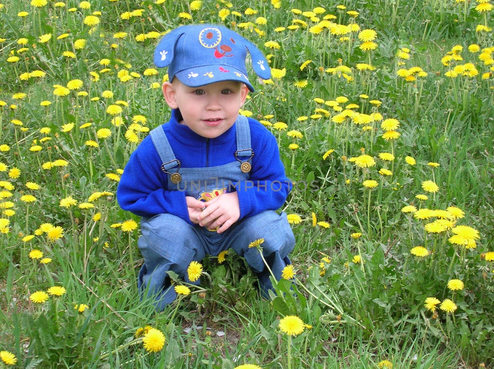 the boy and the dandelions