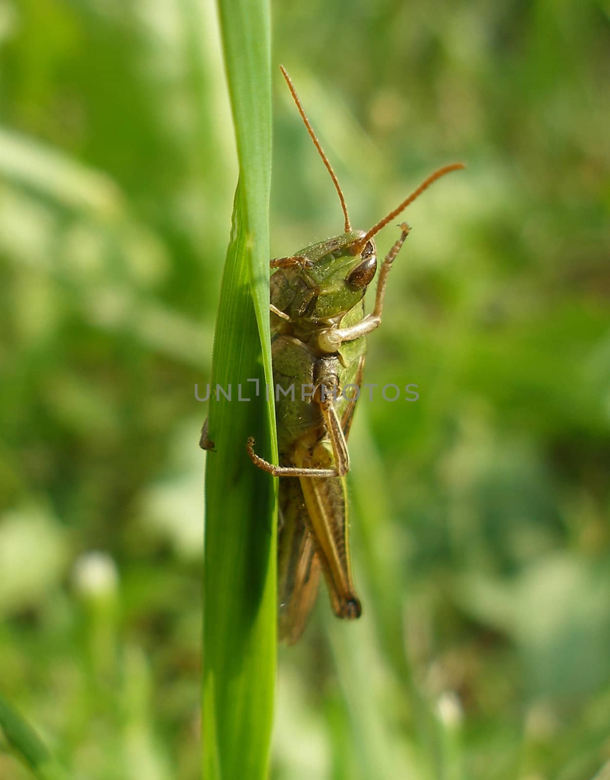 grasshopper  by veronka72