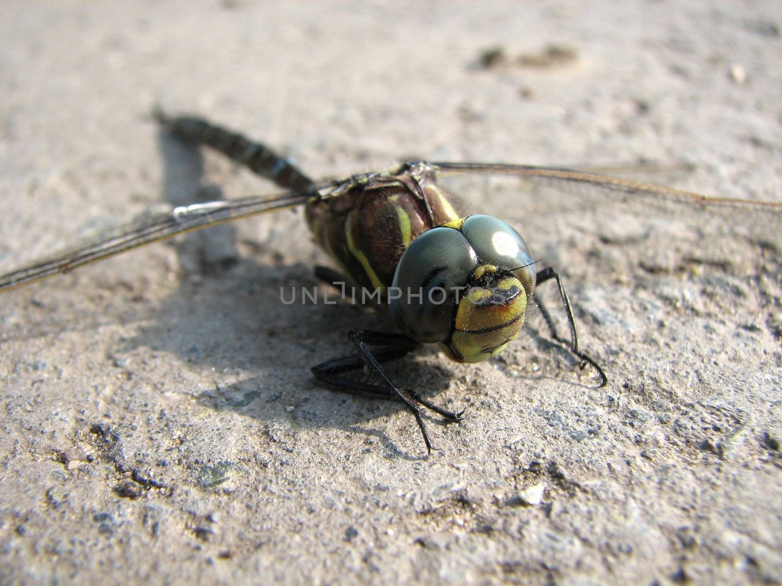 The dragonfly sits on road and has a rest