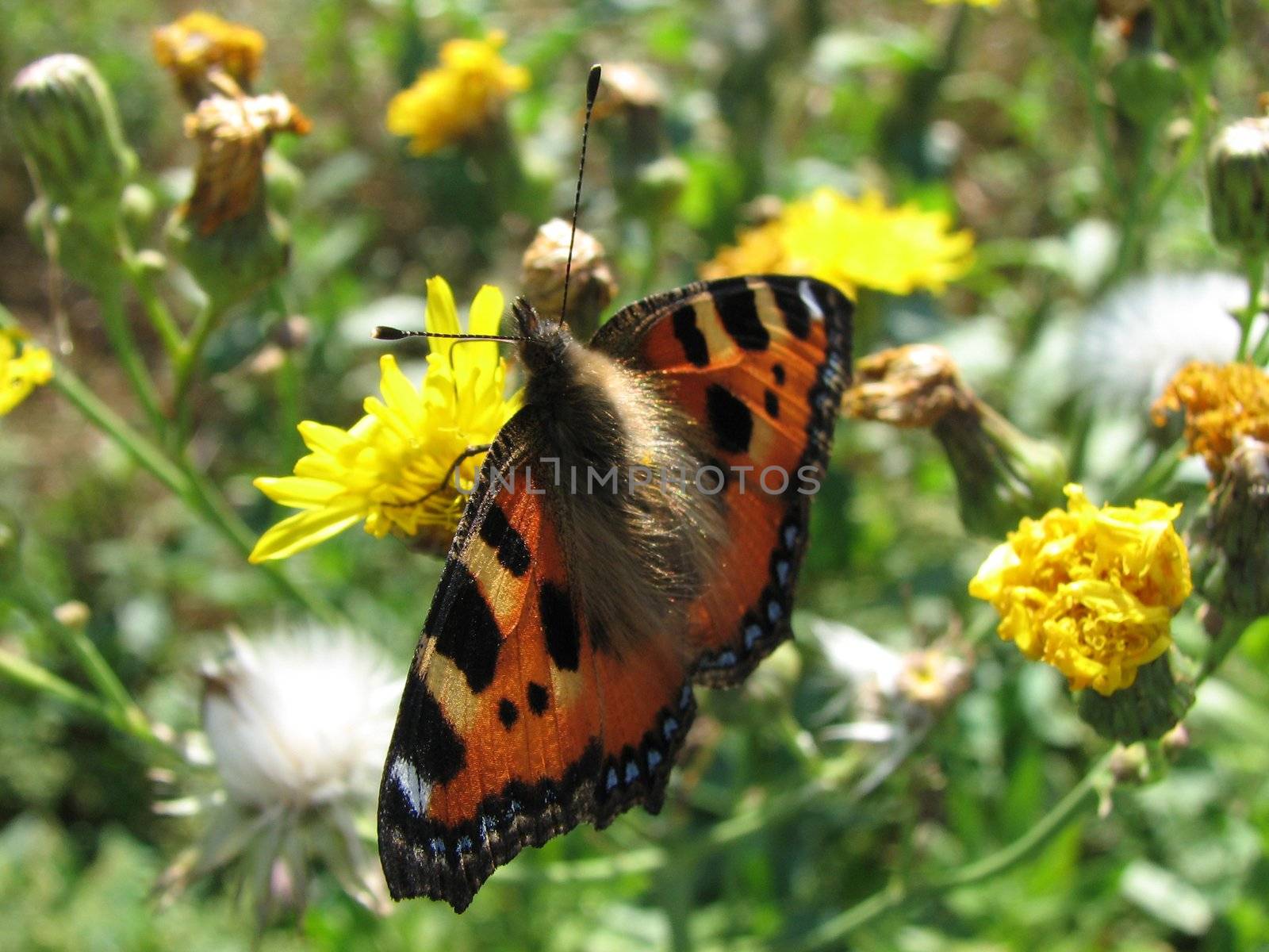 the butterfly has sat down on a flower and has a rest