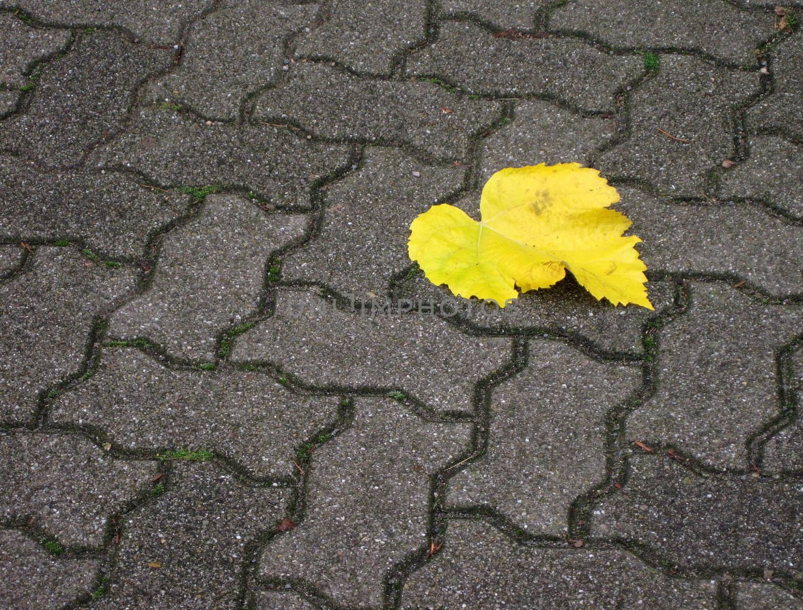 Streetway of stoneblock and yellow leaf by mulden