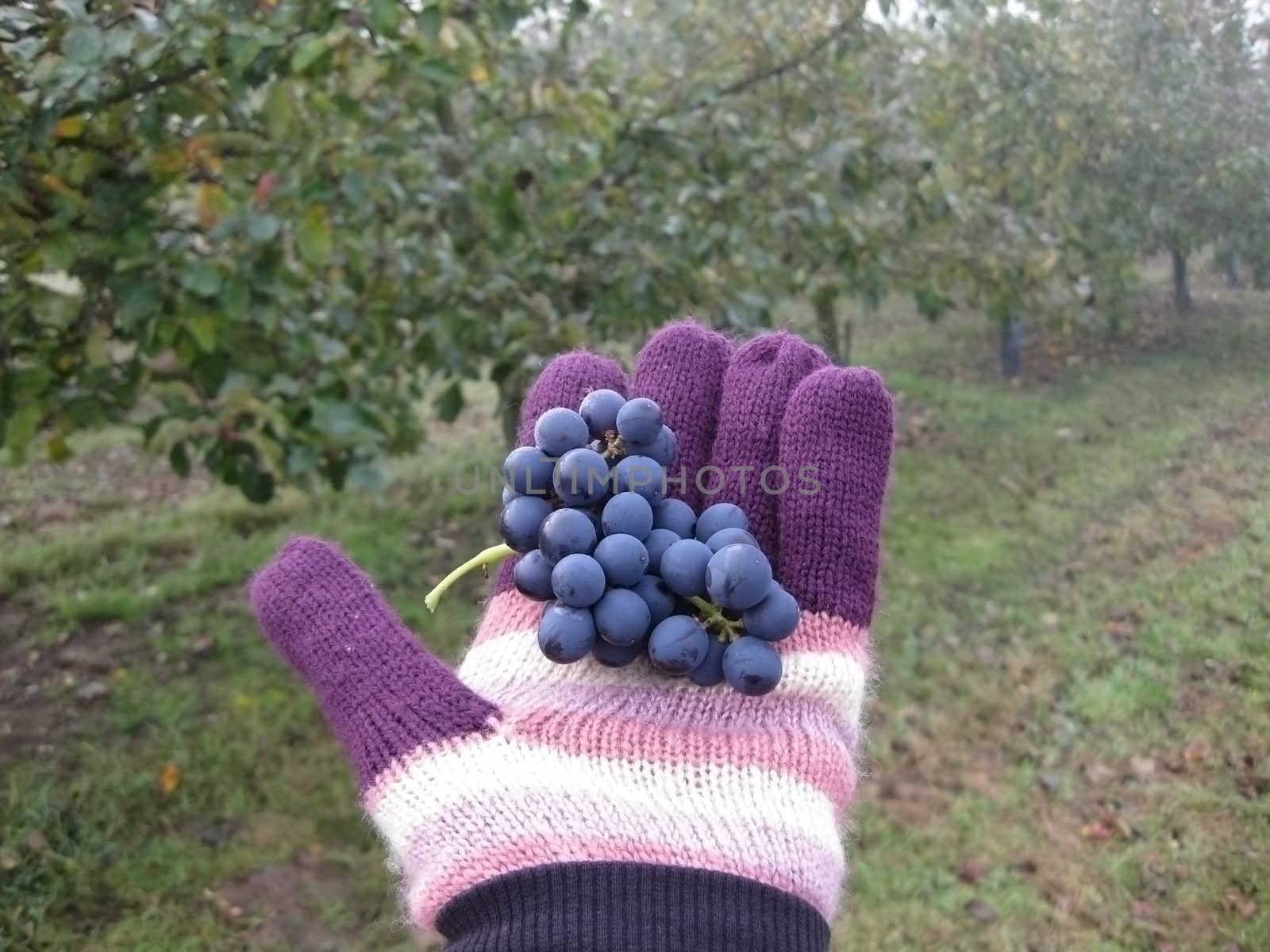 Grapes in the glove by mulden