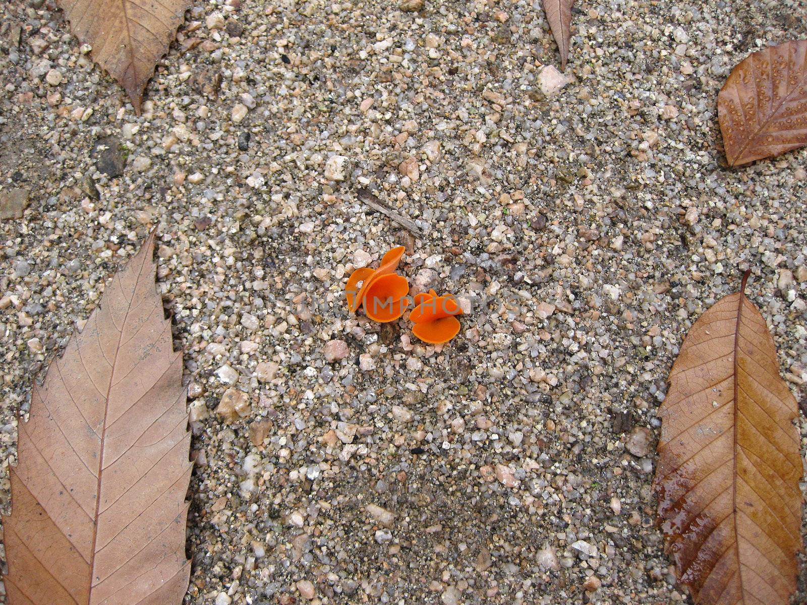 Forest path background with red mushrooms