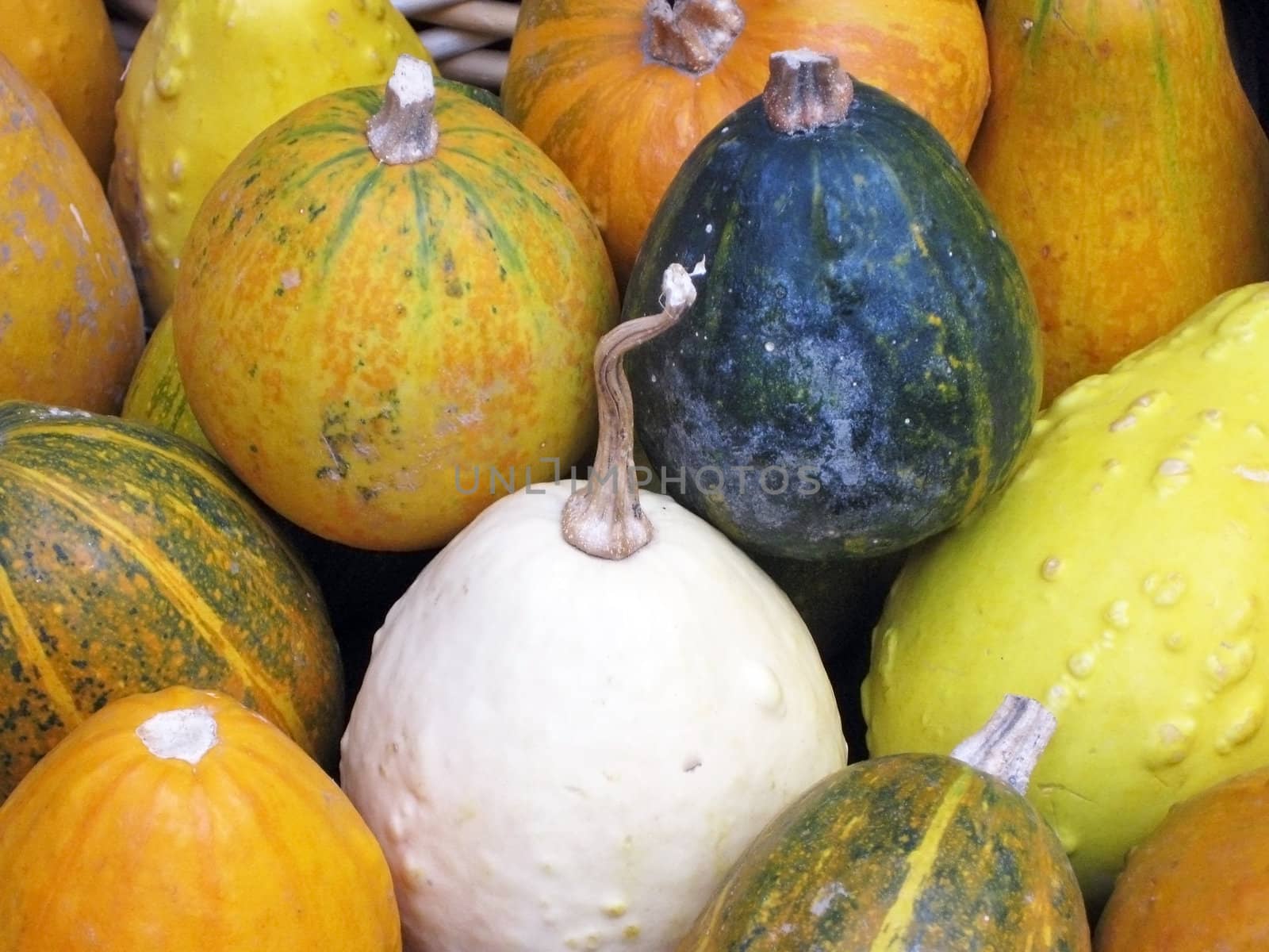 Multicolored pumpkin background