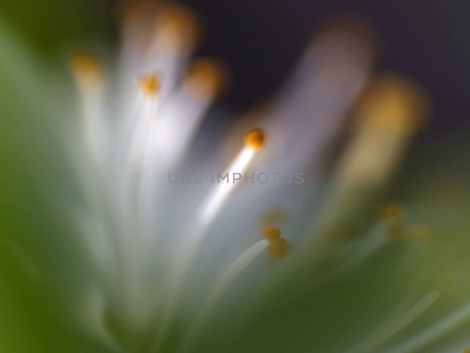 Close-up photos of flowers