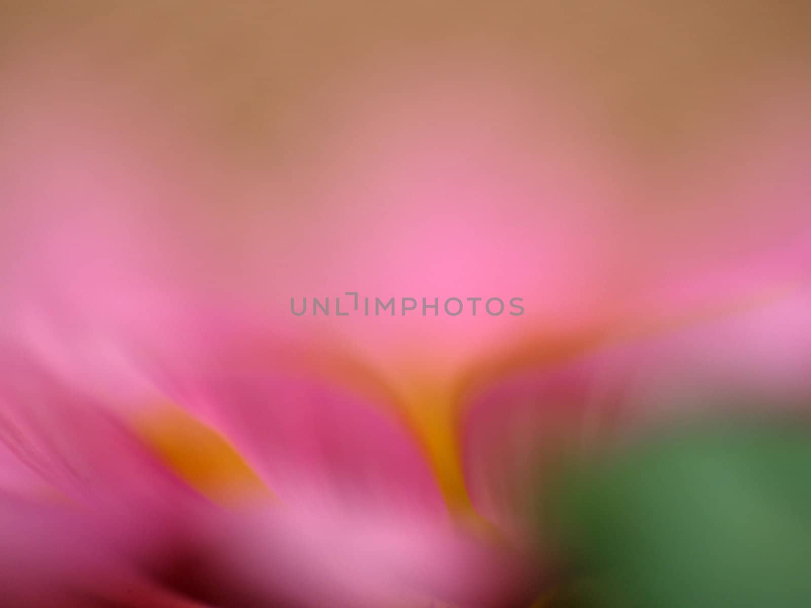 Close-up photos of flowers