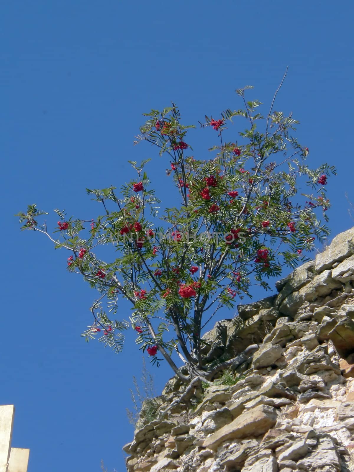 Wild Rowanberry, full-grown on top of the ancient tower