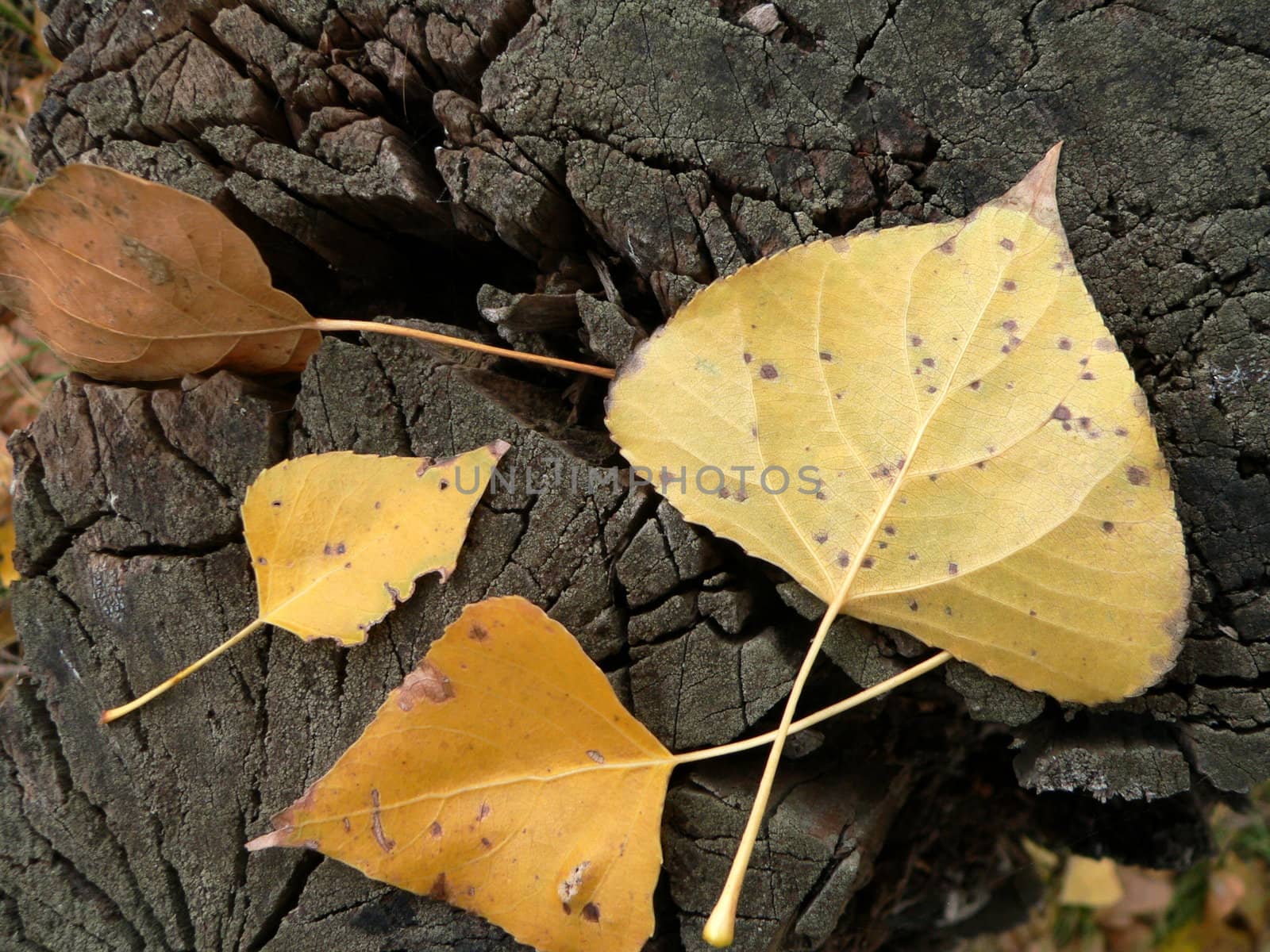 Yellow leaves on stub in the deciduous forest 