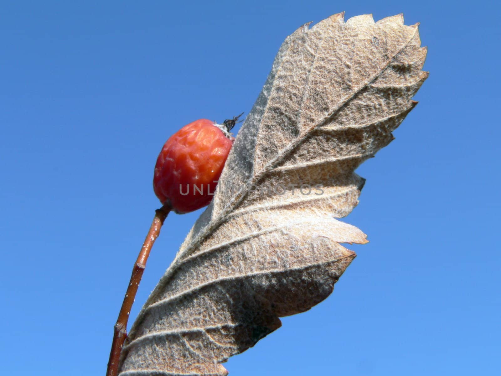 Autumn berry by ichip