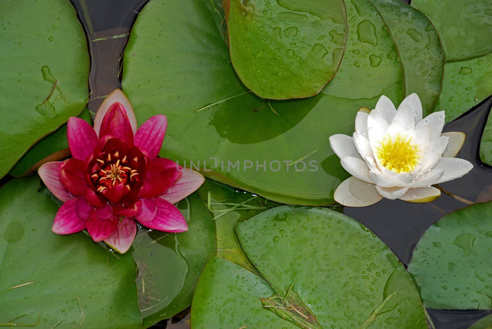 Two water lilies by fyletto