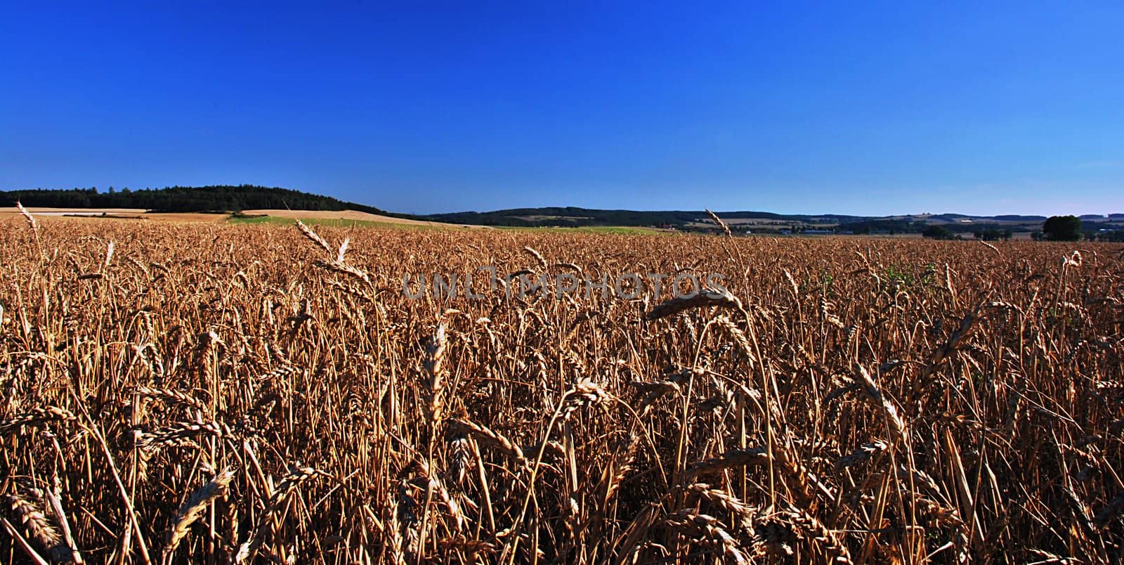 Wheat field by fyletto