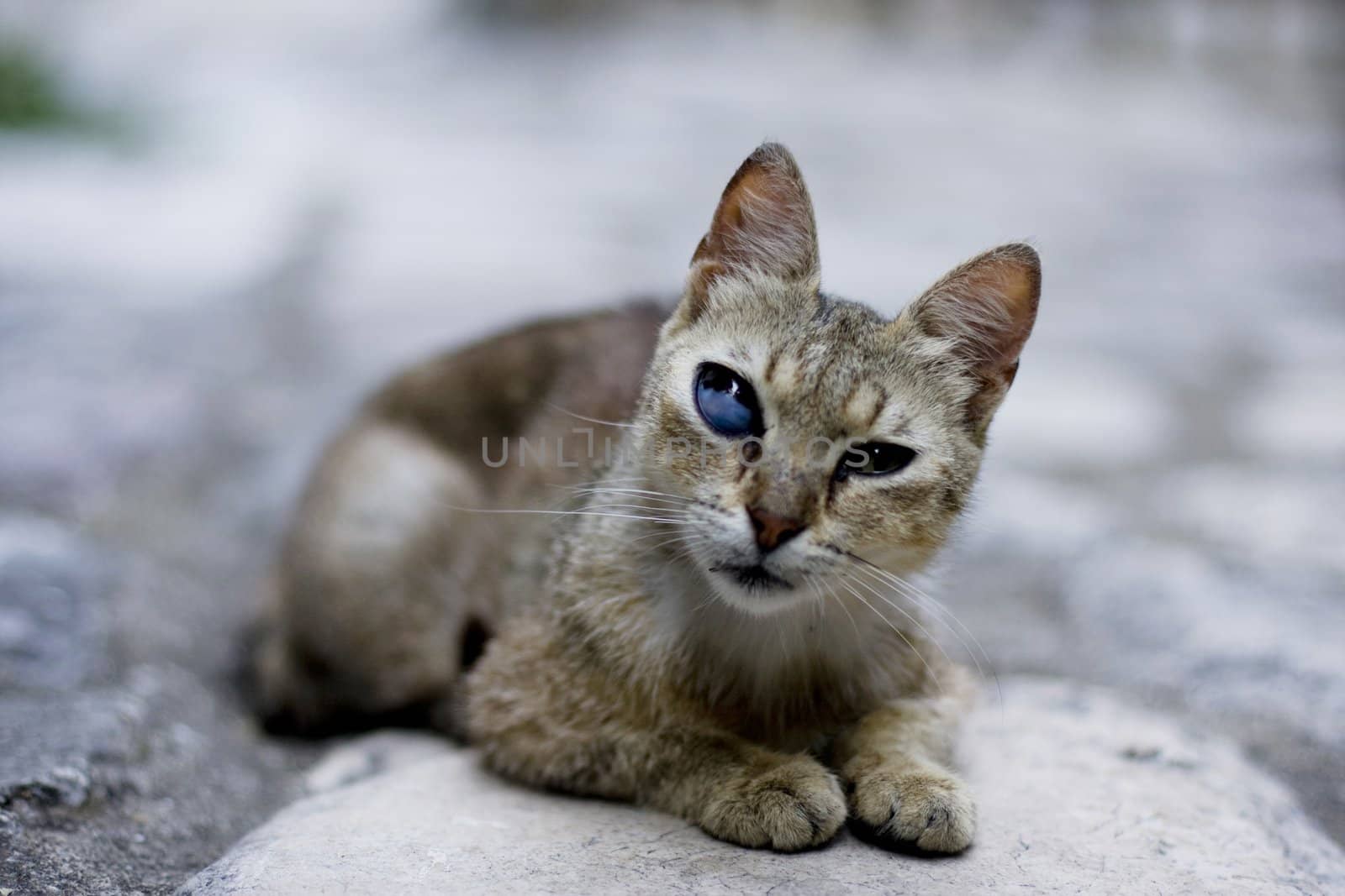 Unusual short-haired cat in the street in montenegro