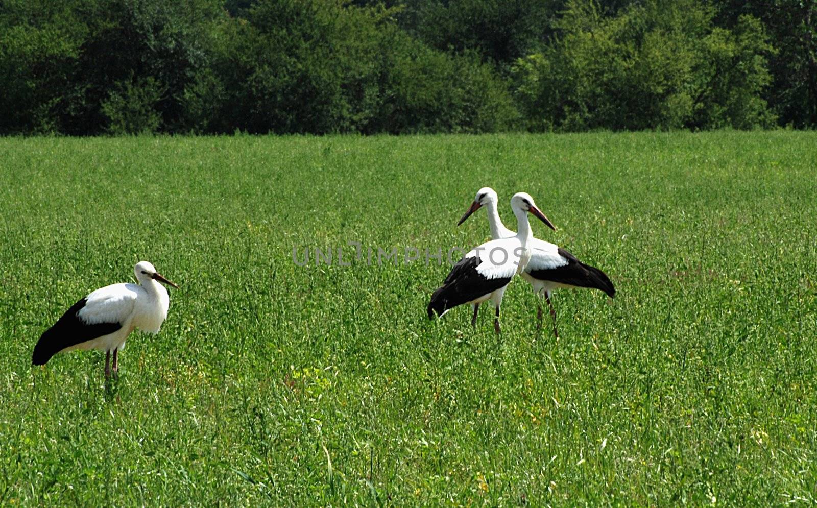 Three storks in the field