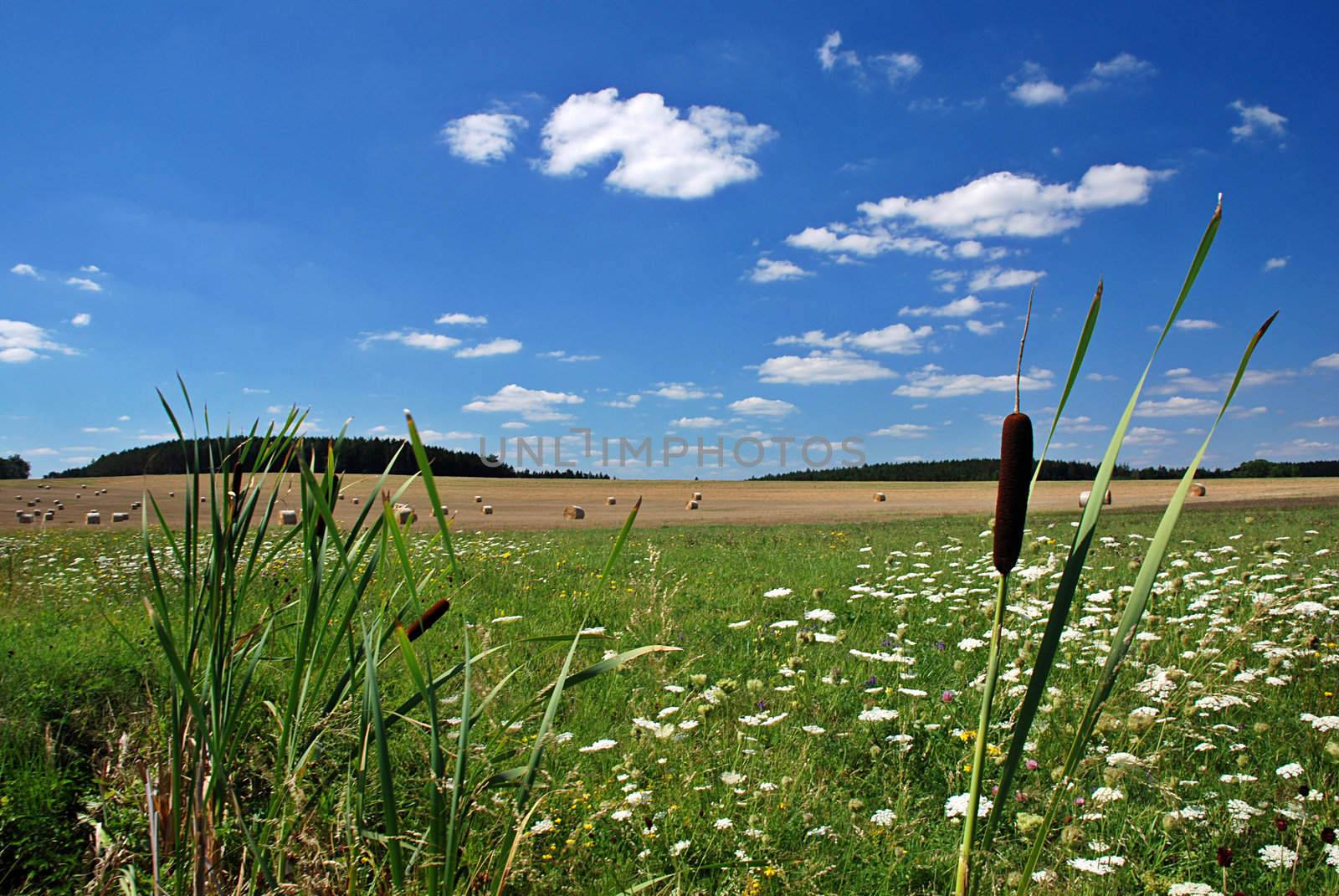 Bulrush reed in the front of landscape of field, meadow and forest