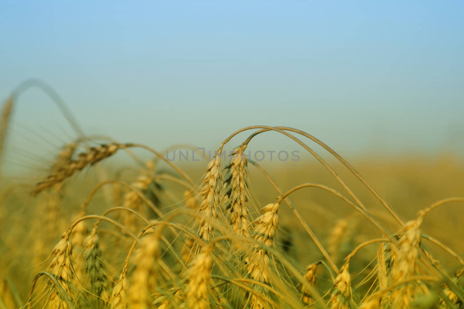 Wheat in the field by KadunmatriX