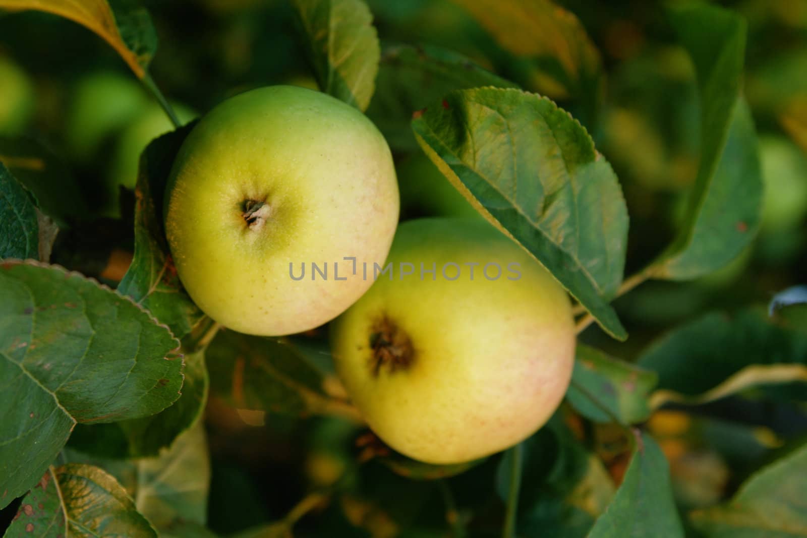 Apple in green foliage of summer