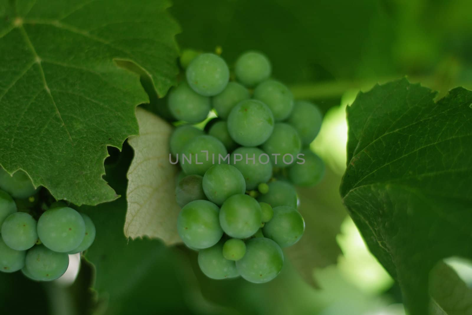 Green grapes cluster in leaves