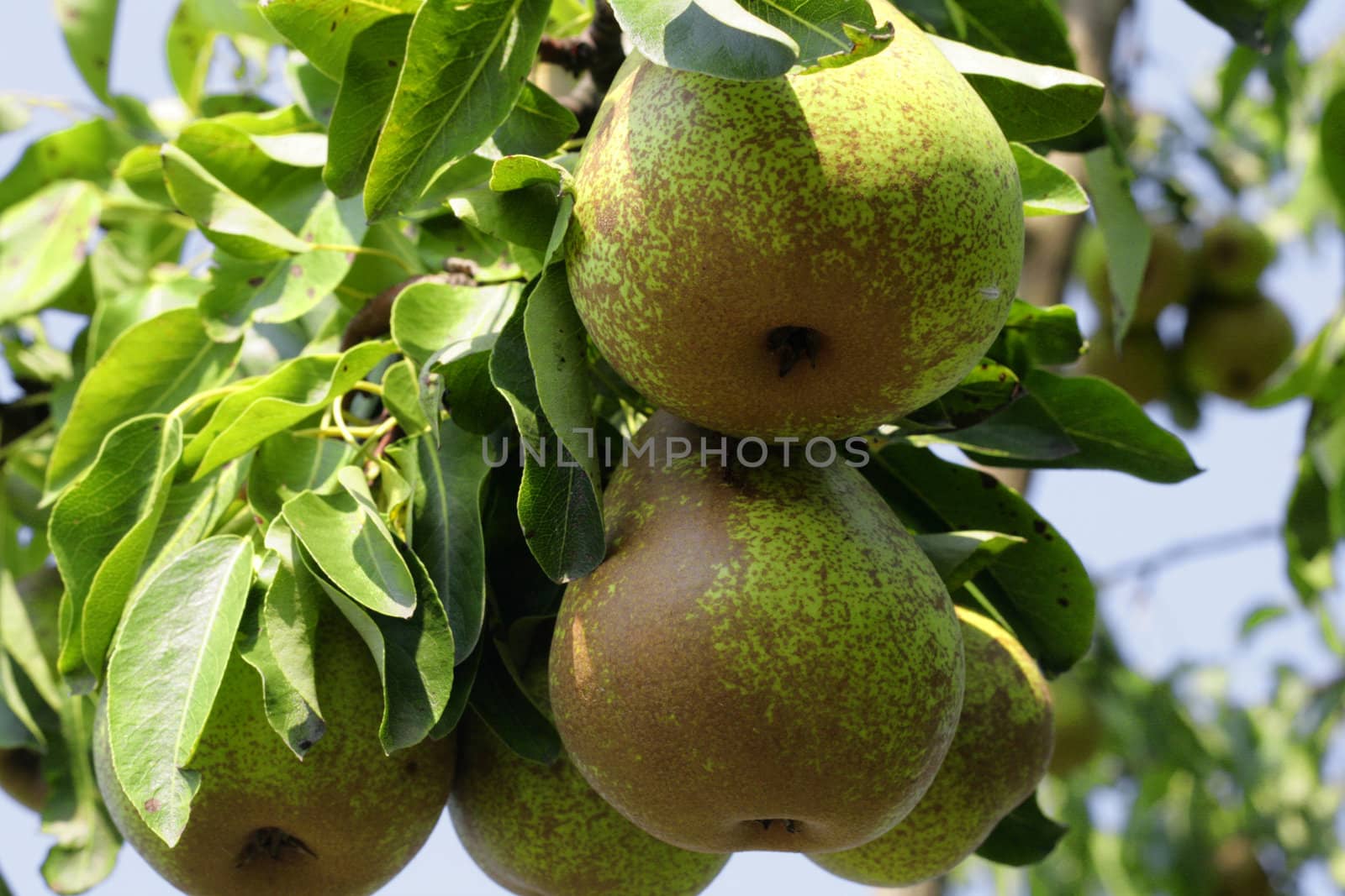 Green pear on a tree with leaves