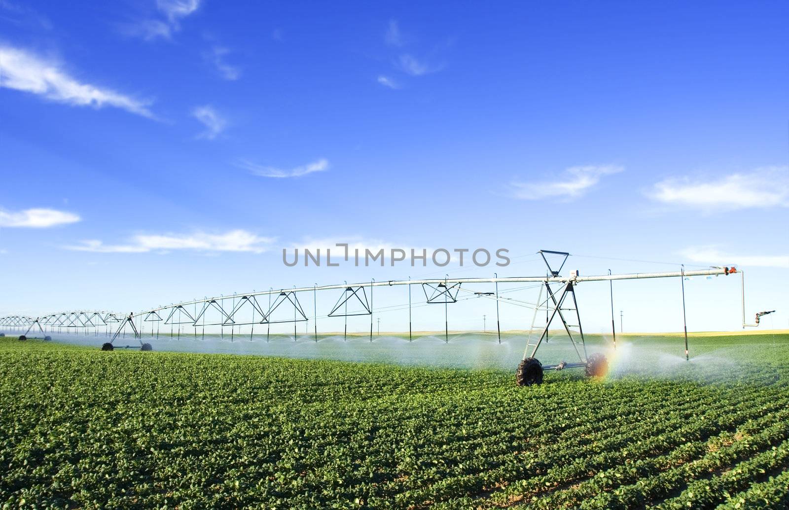 irrigating a potato field