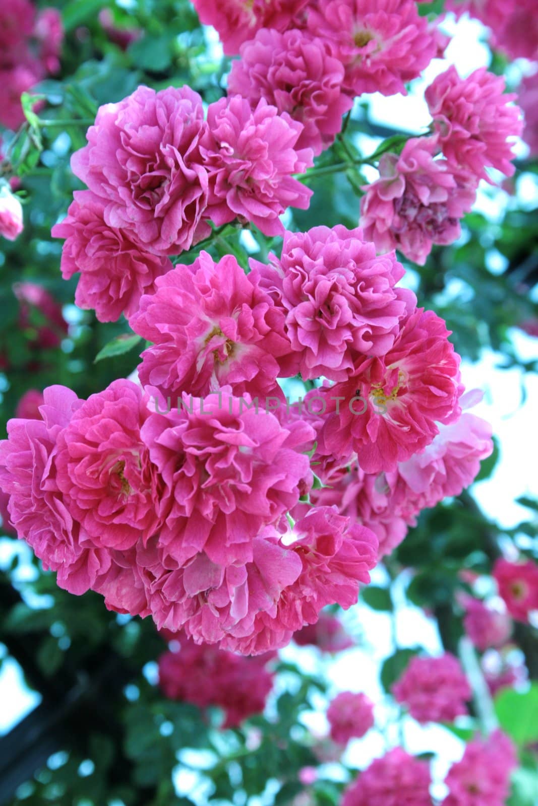 Floweres of roses in old park  "Retiro " in Madrid.