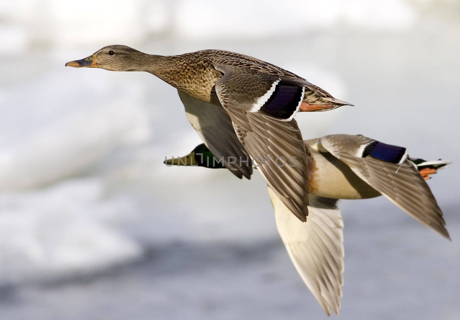 A pair of mallard ducks in flight