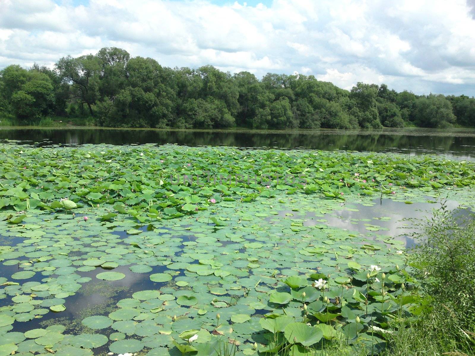 Beautiful lake water lily russia year season