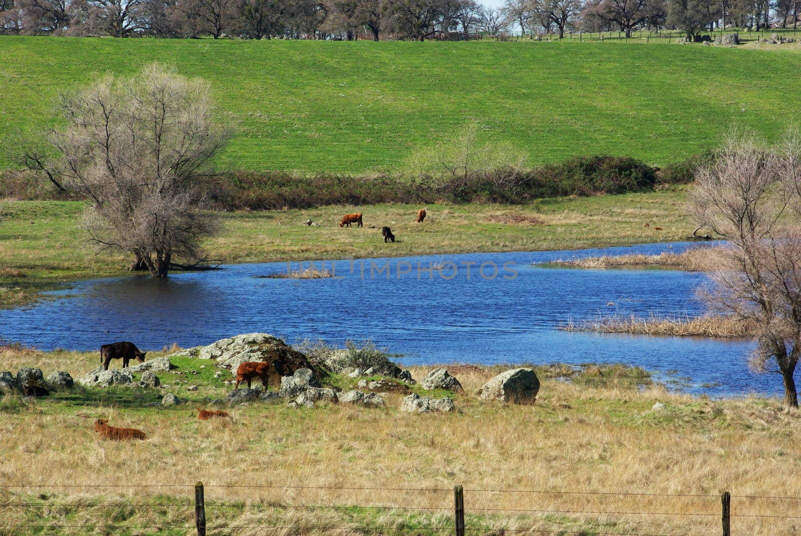 Cattle grazing  around a small pond in a pature