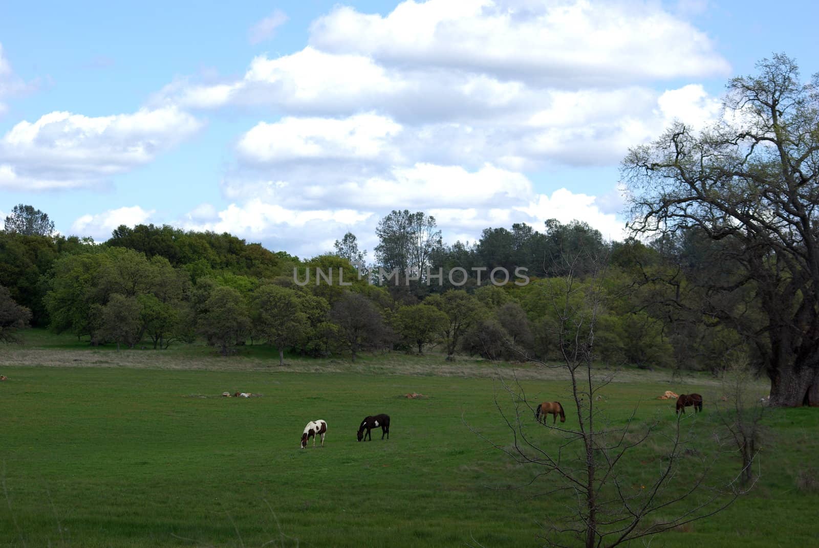 Numerous Horses grazing in a pasture surrounded by Oak trees