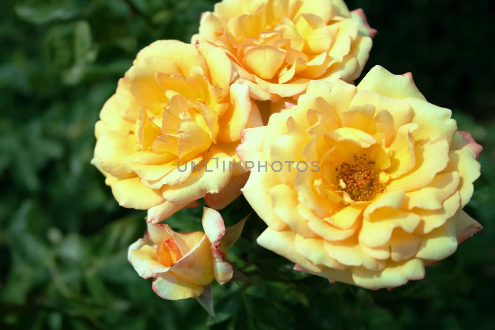 Yellow roses in flower garden of recreation park "Retiro", Madrid.