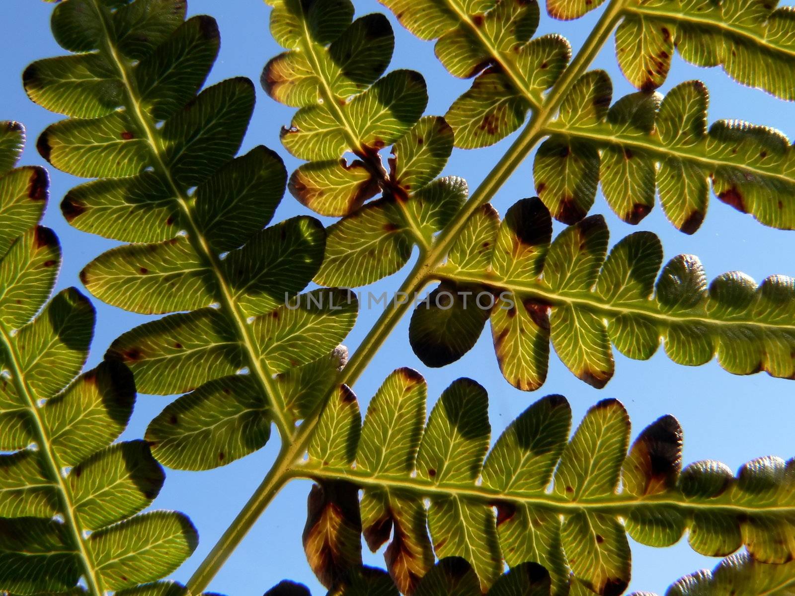 Branch of fern on blue sky background