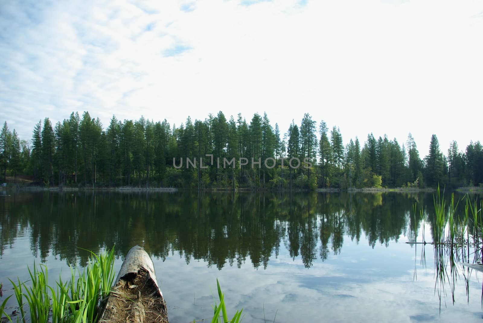 Trees abd clouds reflected in a Sierra mountain lake.