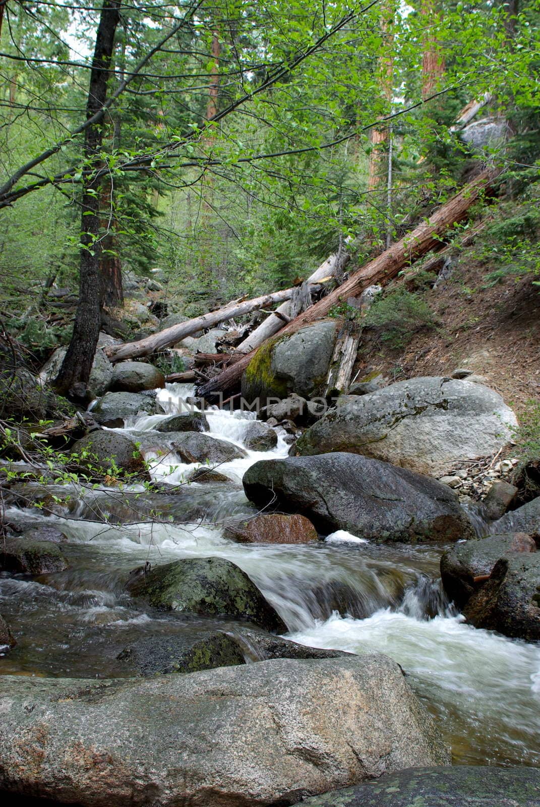 Clear mountain stream flowing through the forest