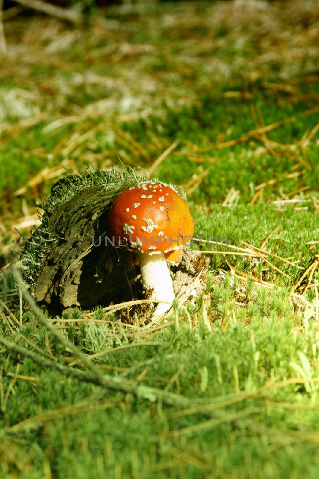Mushroom in the autumn in wood on green clearings