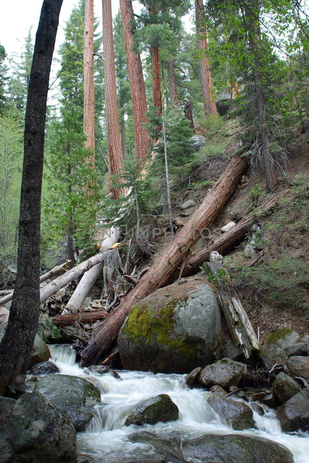 Clear mountain stream flowing through the forest