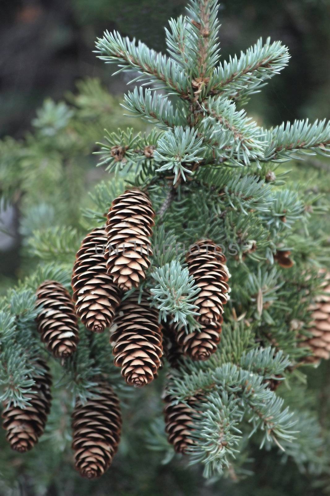 It is a pine with green needles. In the winter on it ripen fruits-cones.