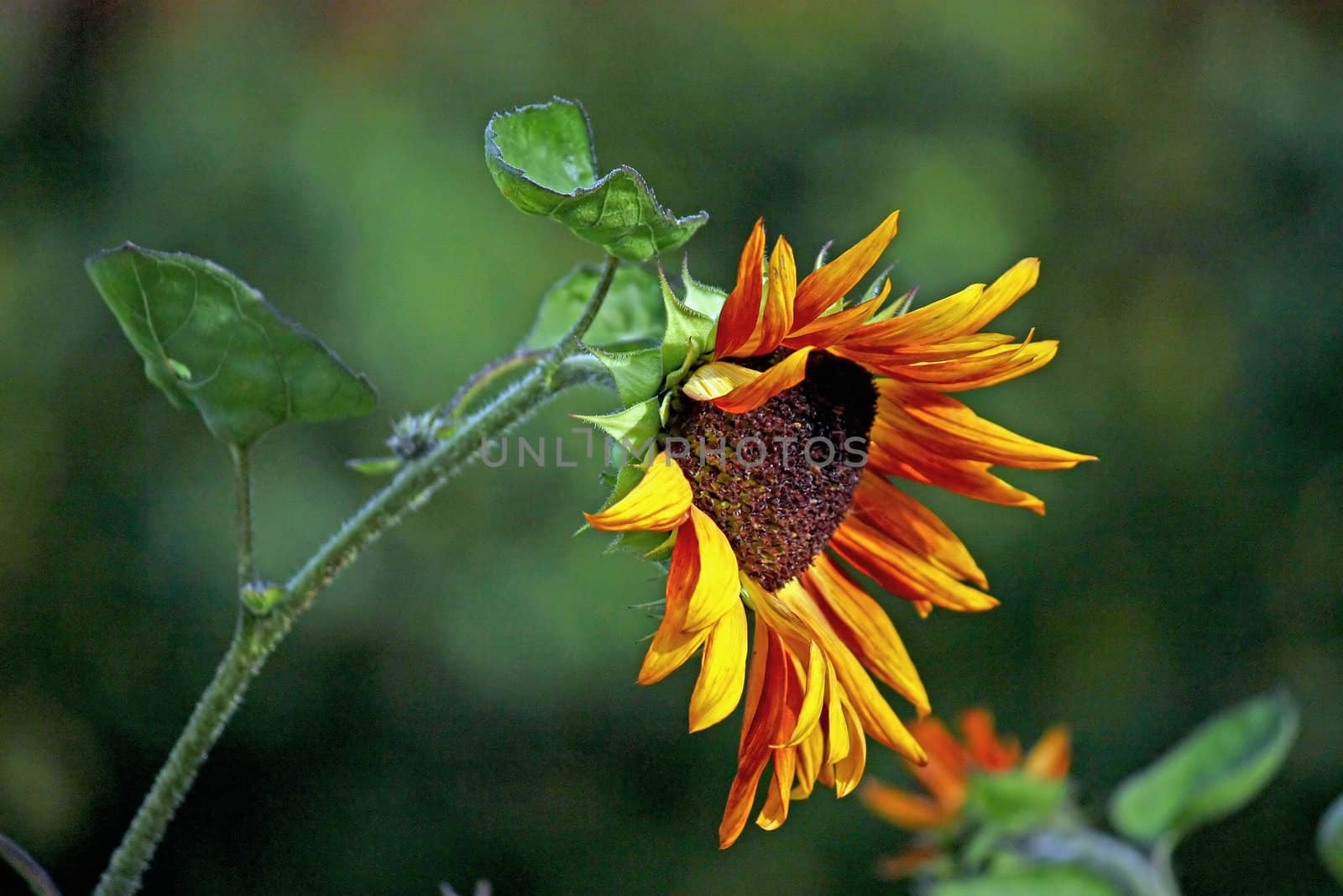sunflower  by zhannaprokopeva