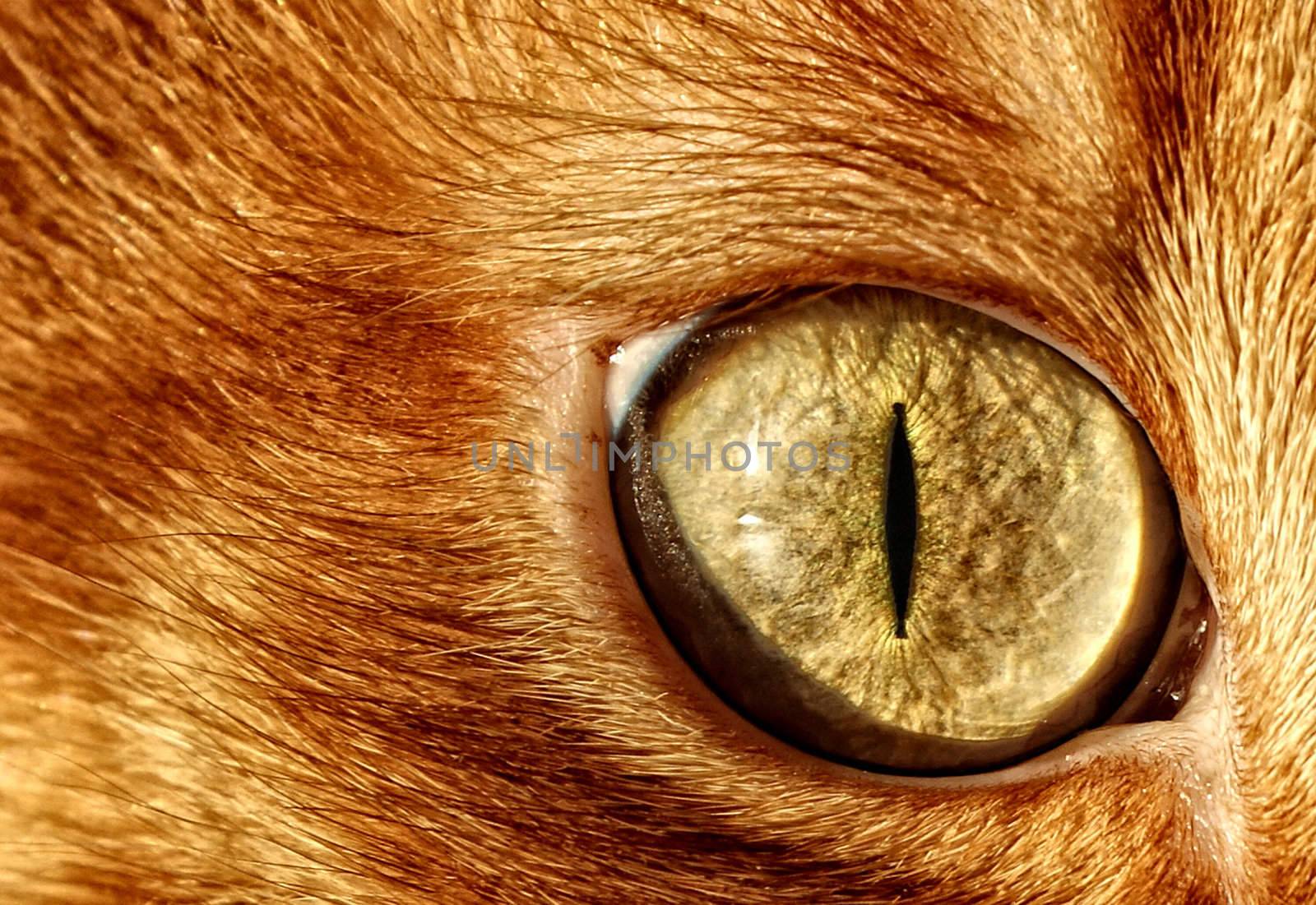background of a high contrast shot of a cat eye