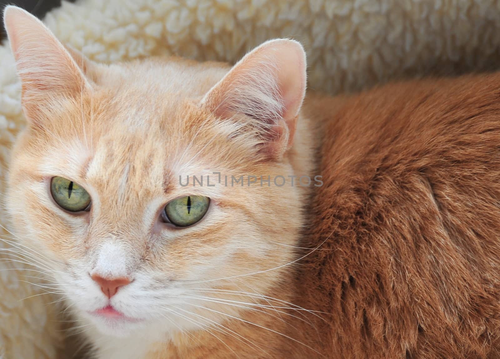 Kitten relaxing in his warm bed.