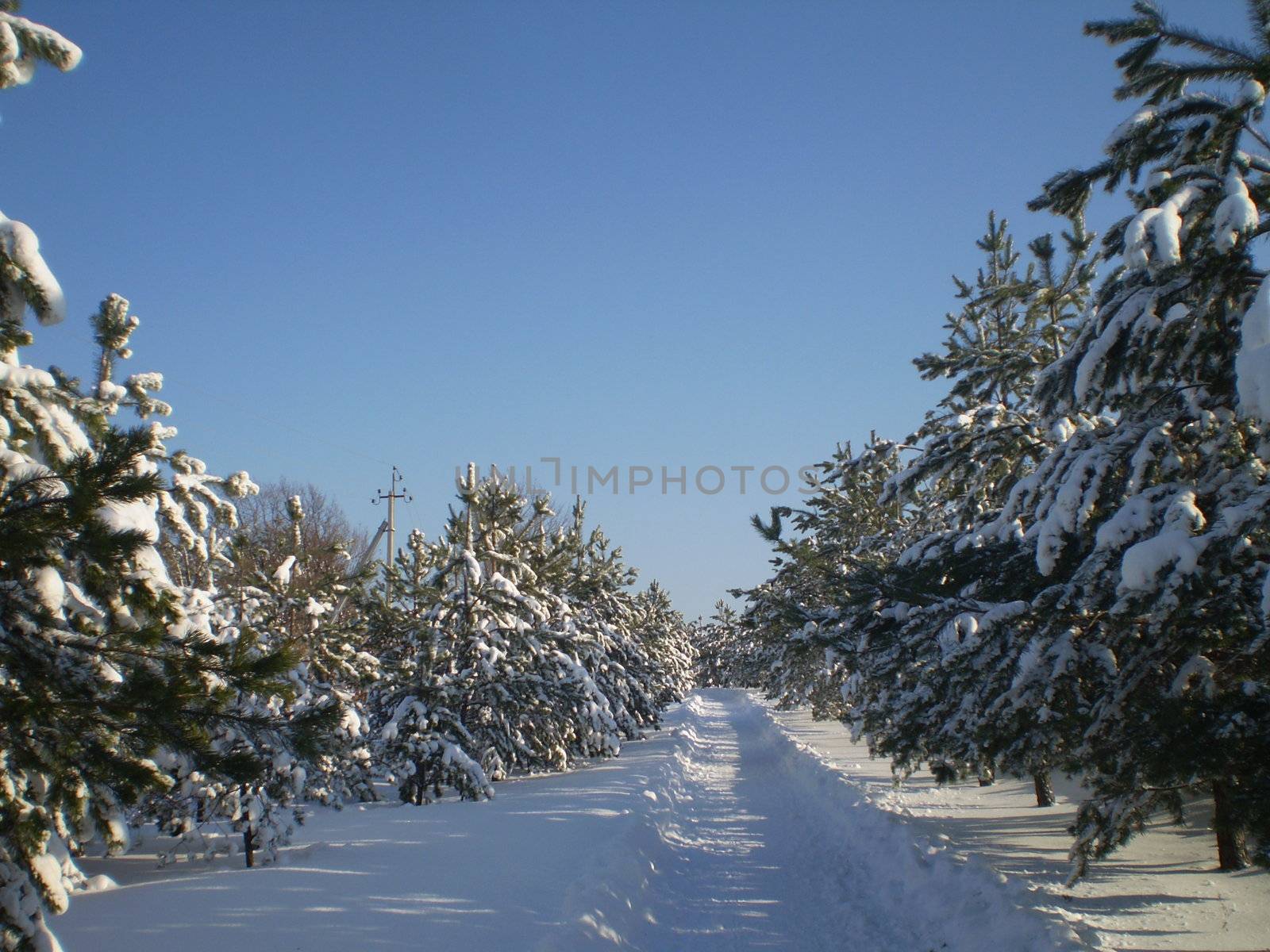 Winter, path, fir trees. by virus_77