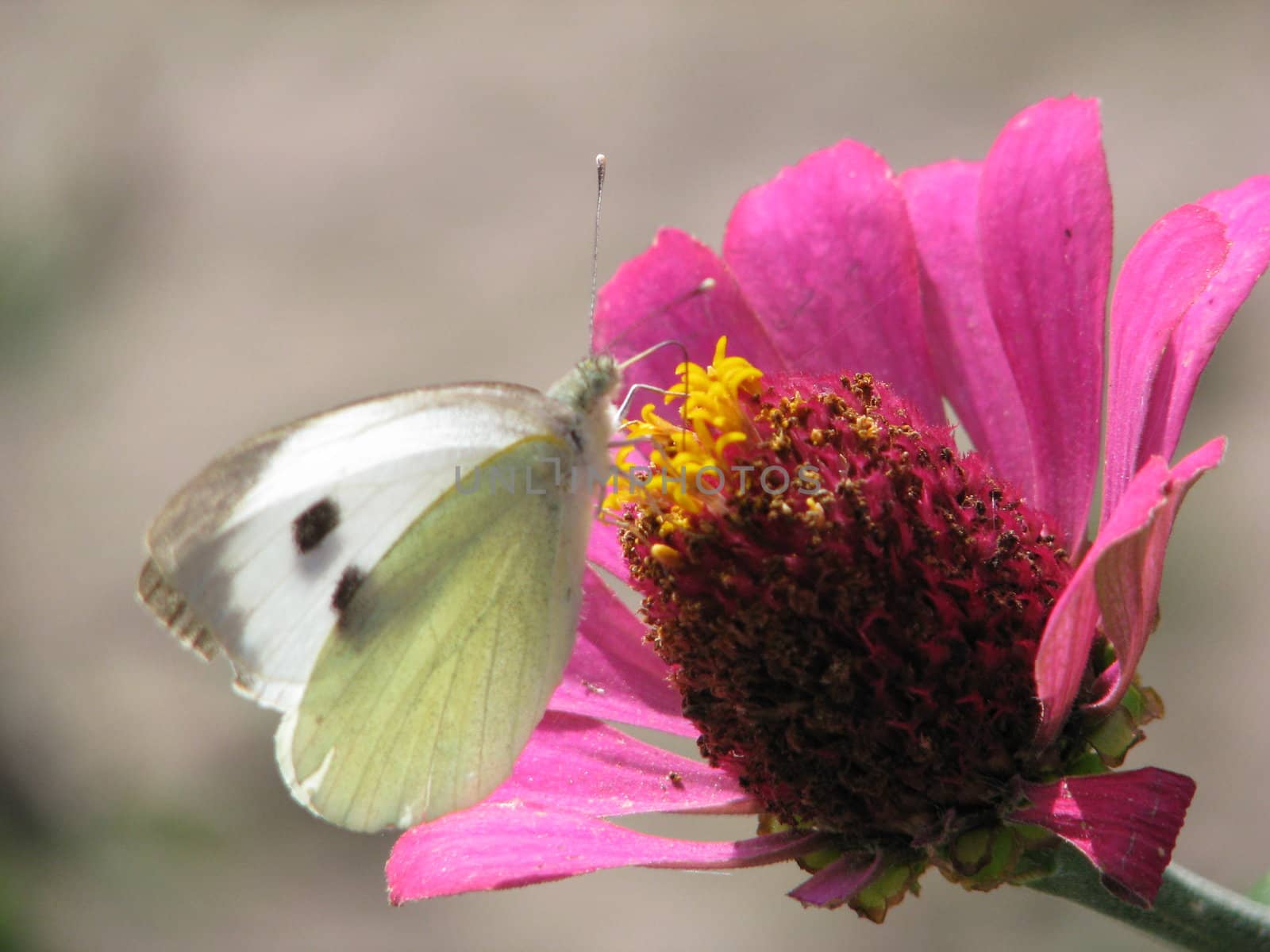 Butterfly on flower by virus_77