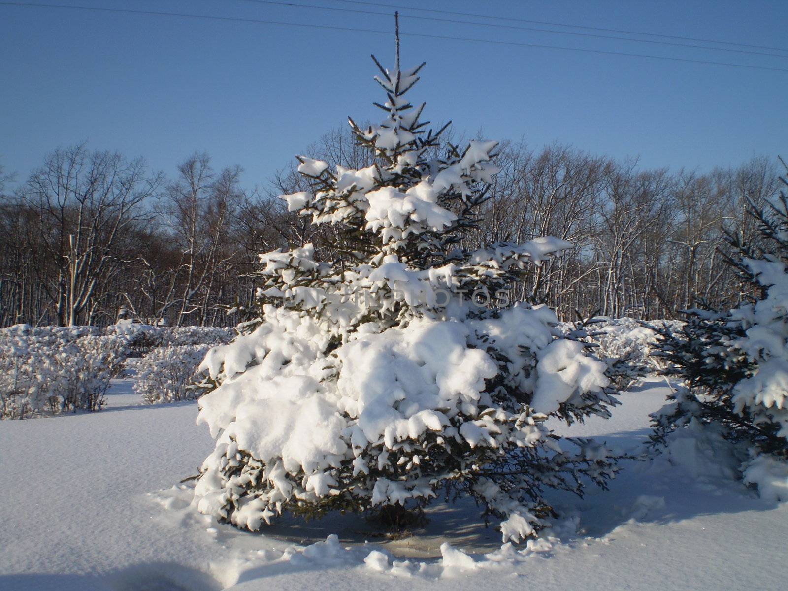 Since new year! The Winter in Russia, snow, snowdrifts, fir trees, frost!