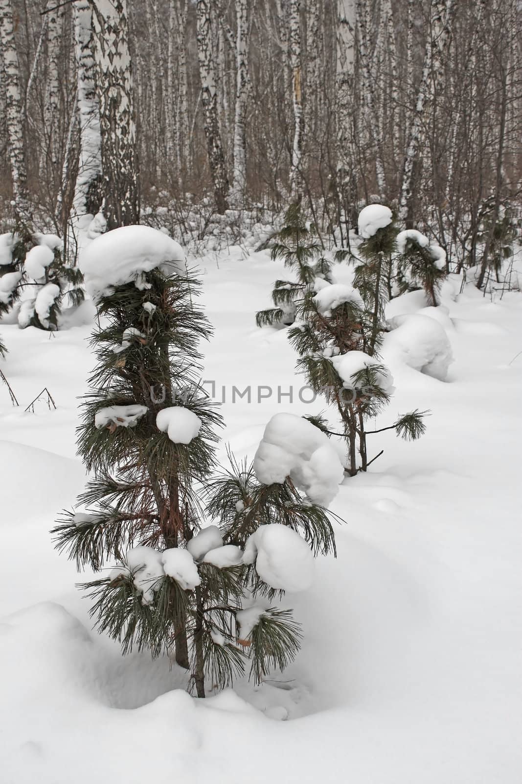 Winter Trees by zhannaprokopeva