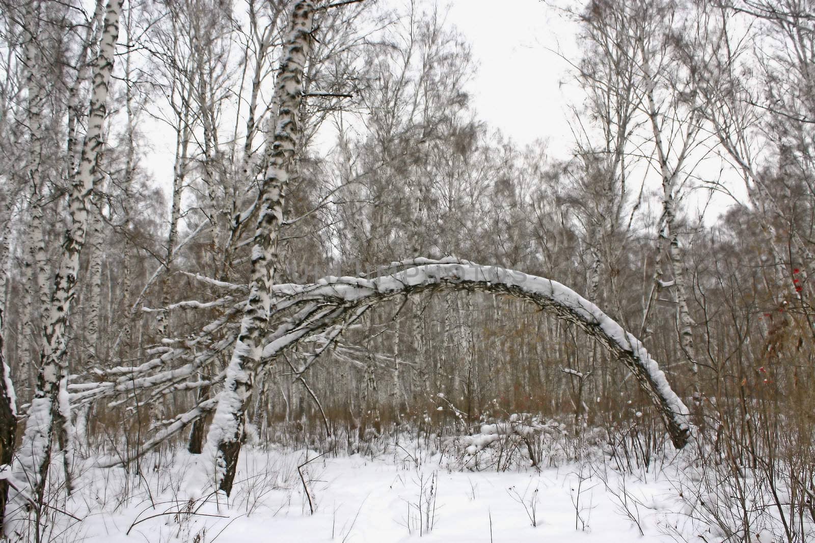 Beautiful winter  forest  under snow.