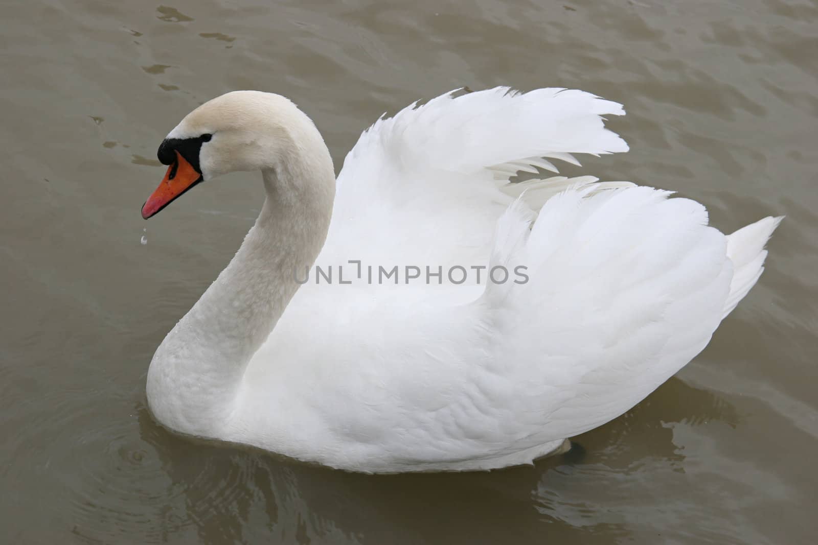 White swan,  symbol of silence and grace