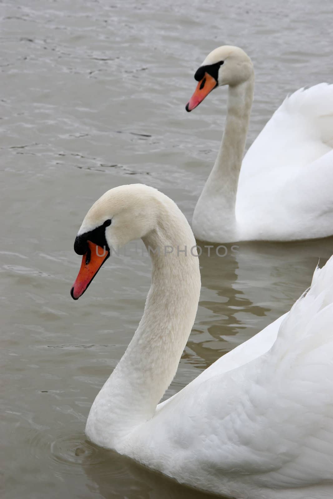 White swan,  symbol of silence and grace