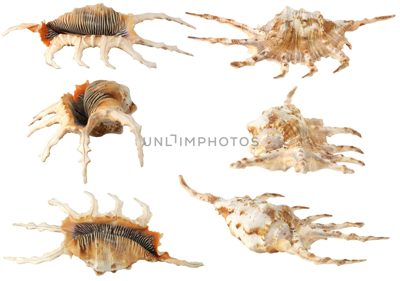 set of six sea shells isolated on white background